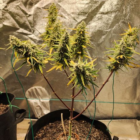 The Slayer growlog timeline photo