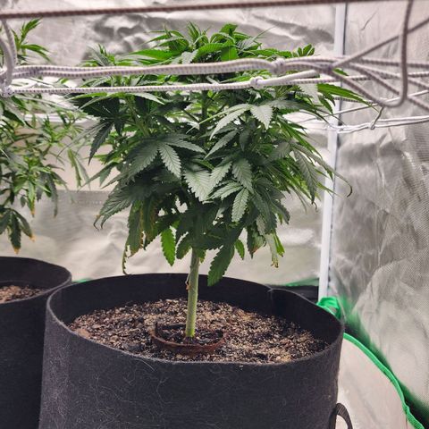 The Magus growlog timeline photo
