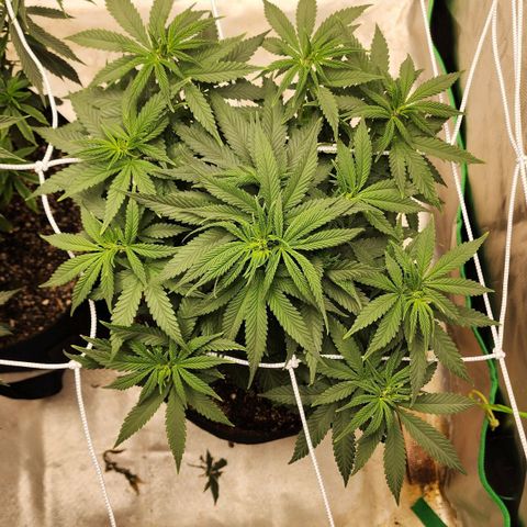 The Magus growlog timeline photo