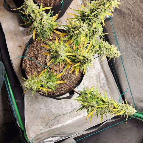 The Slayer growlog timeline photo