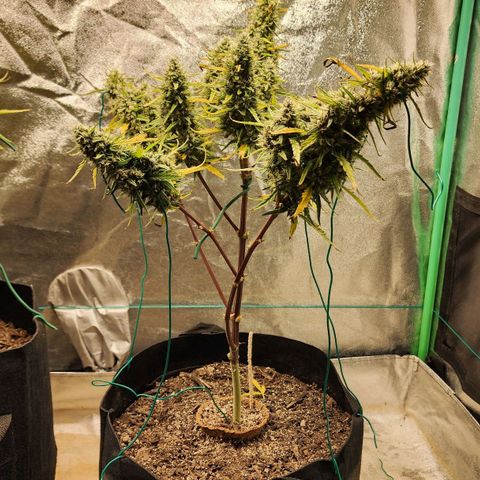 The Slayer growlog timeline photo
