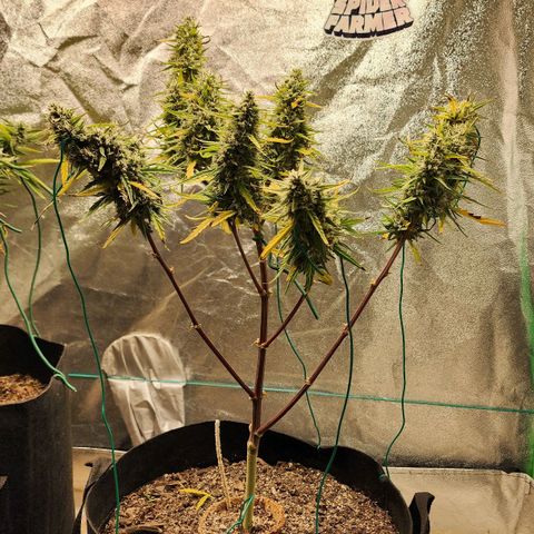 The Slayer growlog timeline photo