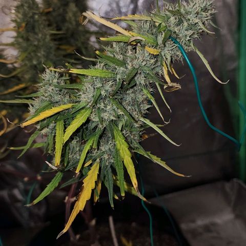 The Slayer growlog timeline photo