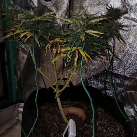The Wizard growlog timeline photo