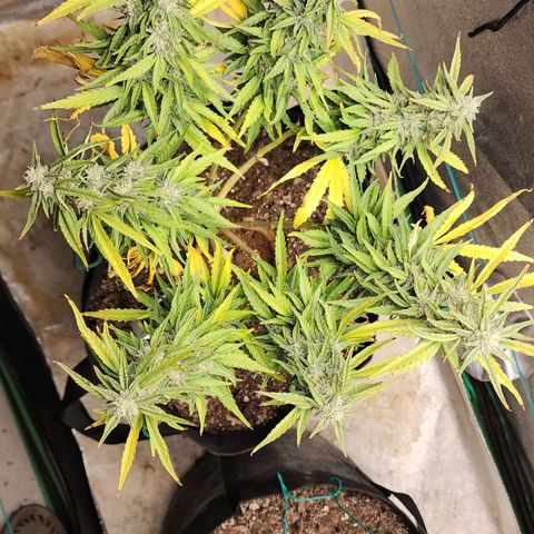 The Wizard growlog timeline photo