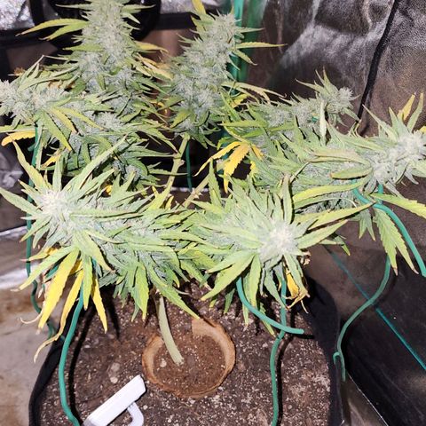 The Wizard growlog timeline photo