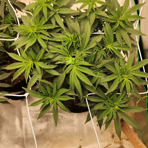 The Magus growlog timeline photo