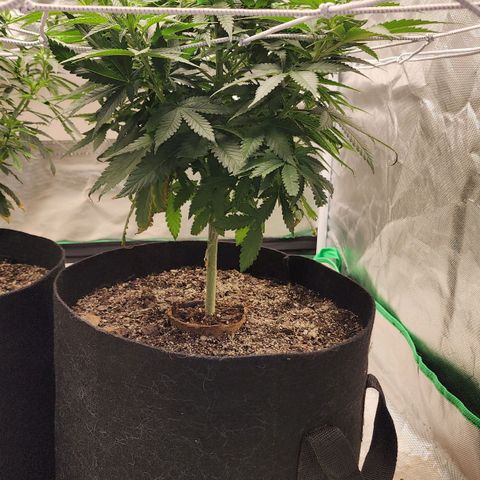 The Magus growlog timeline photo