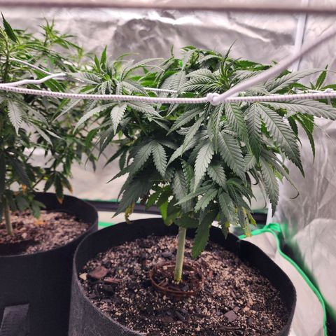 The Magus growlog timeline photo