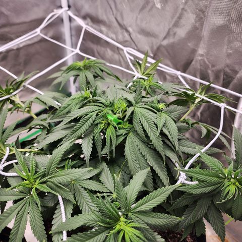 The Magus growlog timeline photo