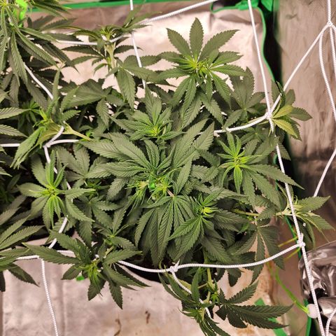 The Magus growlog timeline photo