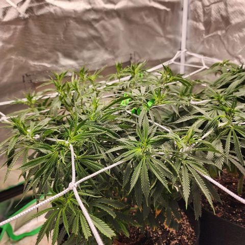 The Cleric growlog timeline photo