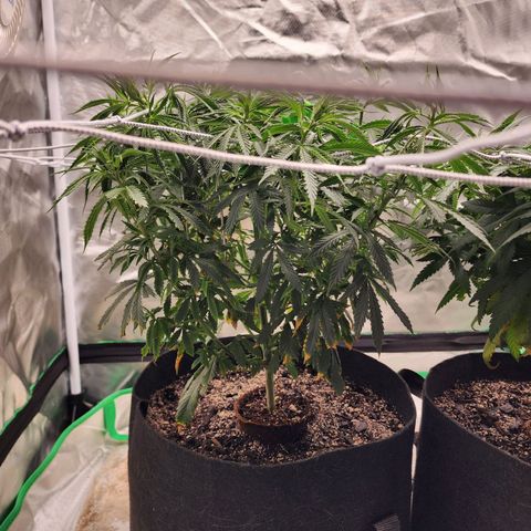 The Cleric growlog timeline photo