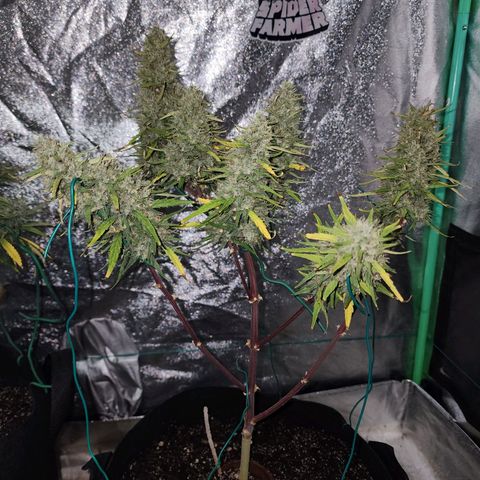 The Slayer growlog timeline photo