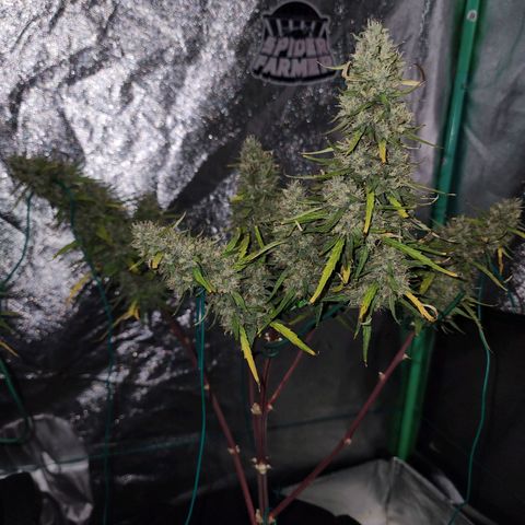 The Slayer growlog timeline photo