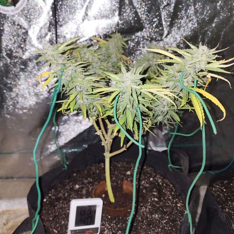 The Wizard growlog timeline photo