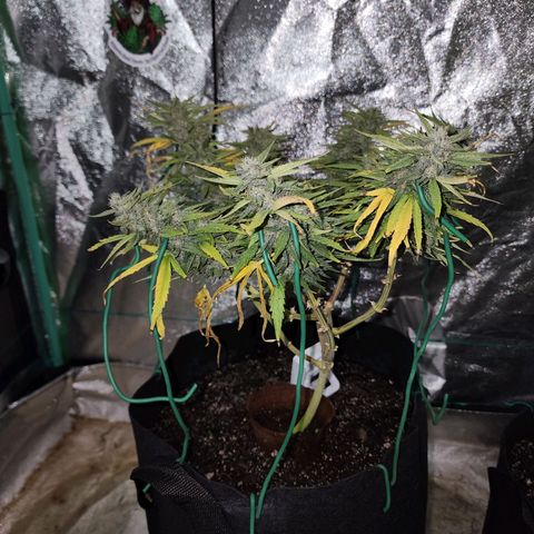 The Wizard growlog timeline photo
