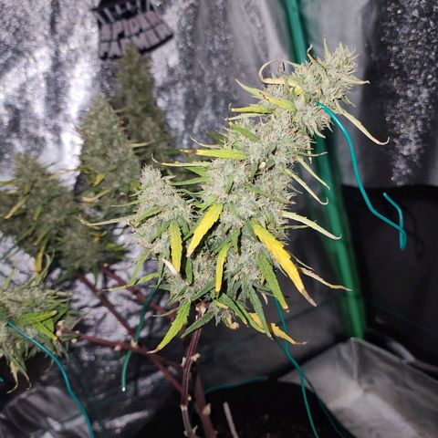 The Slayer growlog timeline photo