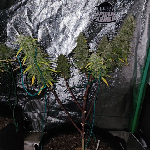 The Slayer growlog timeline photo