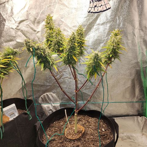 The Slayer growlog timeline photo