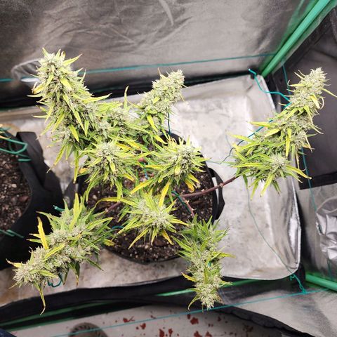 The Slayer growlog timeline photo