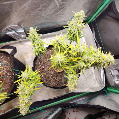 The Slayer growlog timeline photo
