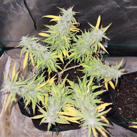 The Wizard growlog timeline photo