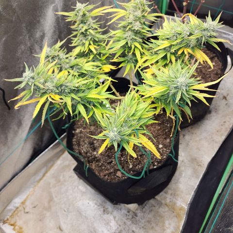 The Wizard growlog timeline photo