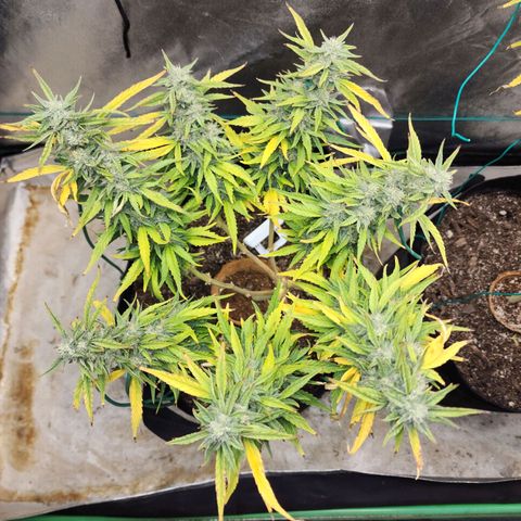 The Wizard growlog timeline photo