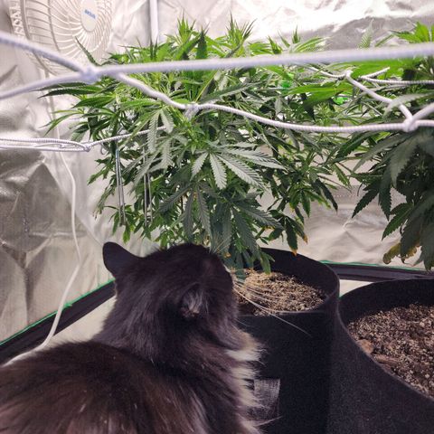The Cleric growlog timeline photo