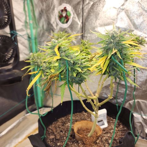 The Wizard growlog timeline photo