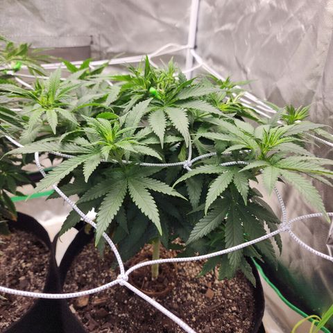 The Magus growlog timeline photo