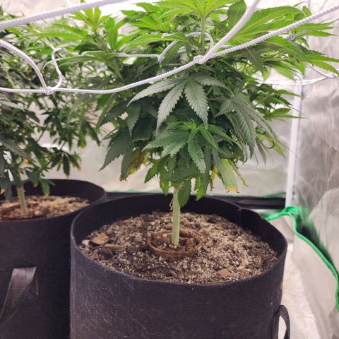 The Magus growlog timeline photo