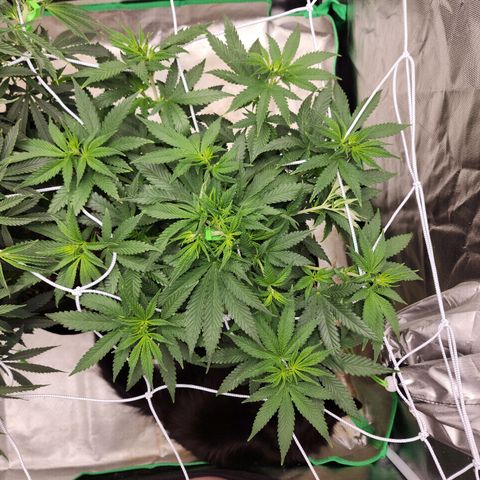 The Magus growlog timeline photo