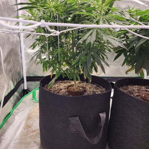 The Cleric growlog timeline photo
