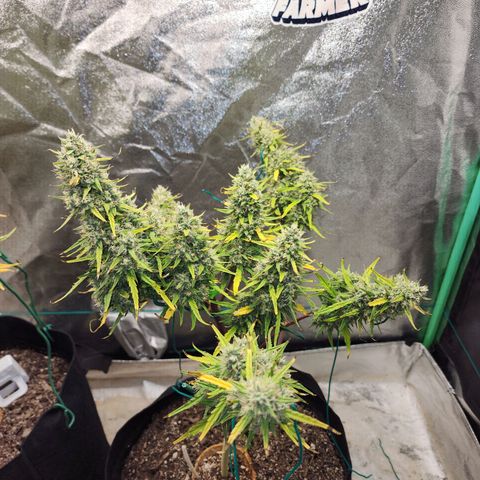 The Slayer growlog timeline photo