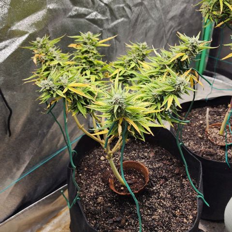 The Wizard growlog timeline photo