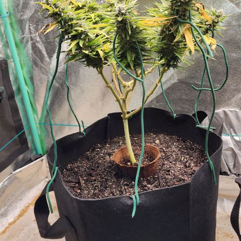 The Wizard growlog timeline photo