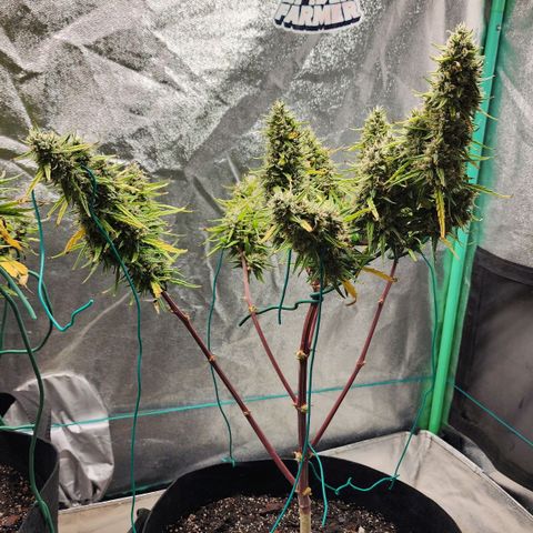 The Slayer growlog timeline photo