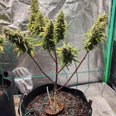 The Slayer growlog timeline photo