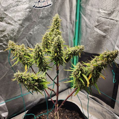 The Slayer growlog timeline photo