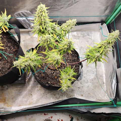 The Slayer growlog timeline photo