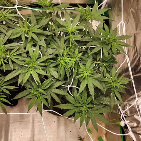 The Magus growlog timeline photo