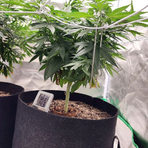The Magus growlog timeline photo