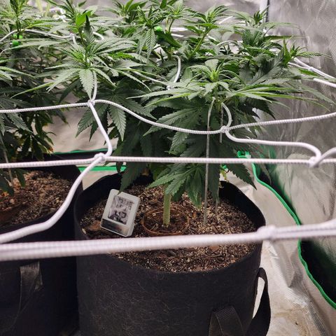The Magus growlog timeline photo