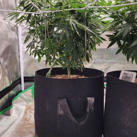 The Cleric growlog timeline photo