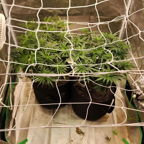 The Magus growlog timeline photo
