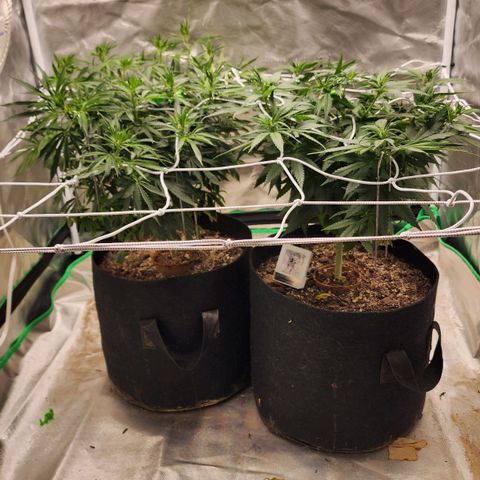 The Magus growlog timeline photo
