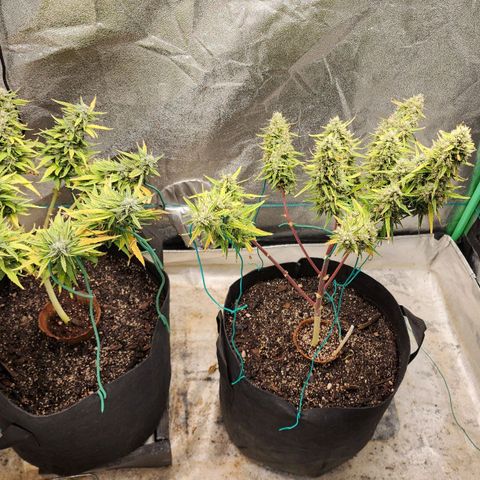 The Slayer growlog timeline photo