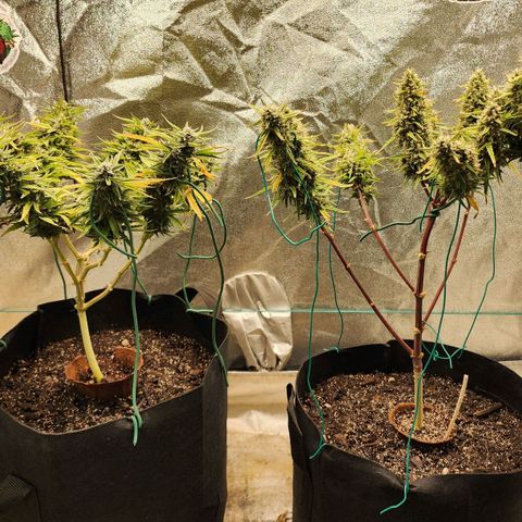 The Slayer growlog timeline photo